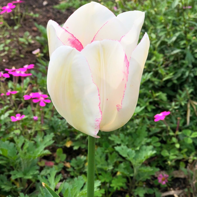 plant image 839857