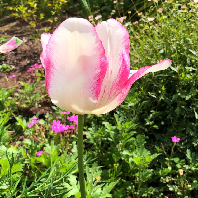 plant image 848379
