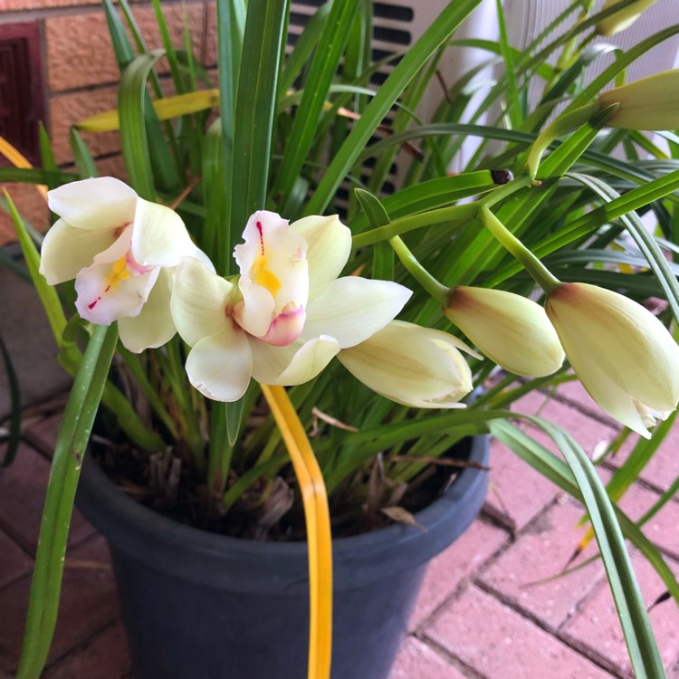 plant image 848448
