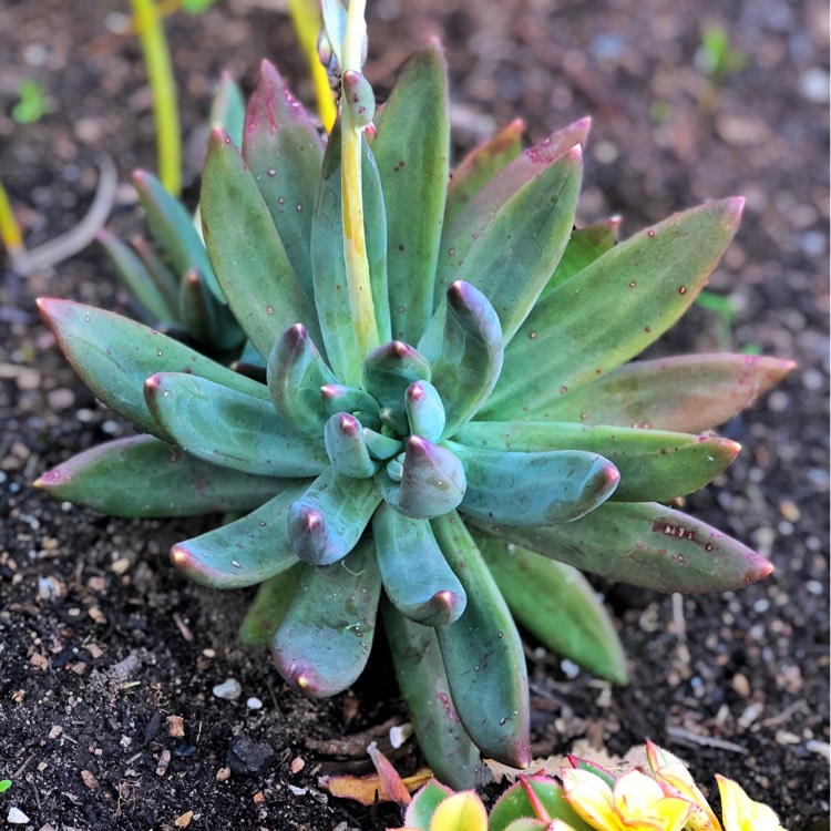 plant image 849645 plant image 849645