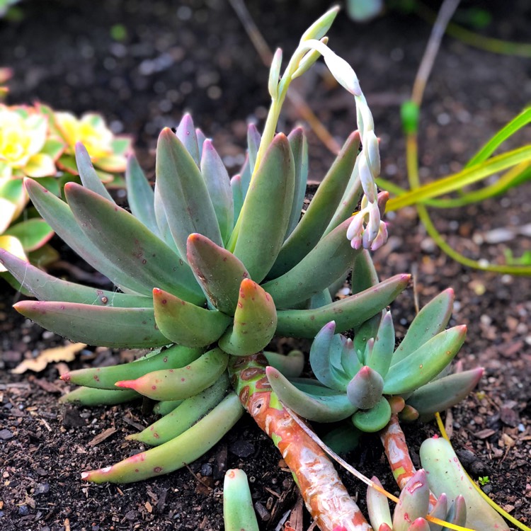 Plant image x Pachyveria glauca 'Little Jewel'