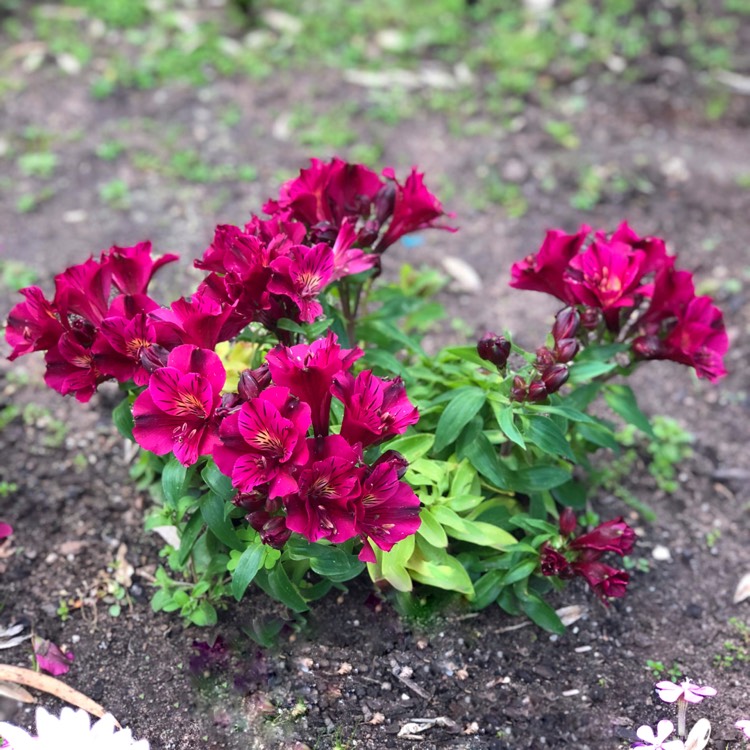 Plant image Alstroemeria 'Zaprilou' (Princess Series) syn. Alstroemeria 'Princess Louise', Alstroemeria 'Colorita Louise'