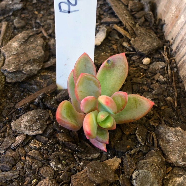 plant image 850498 plant image 850498