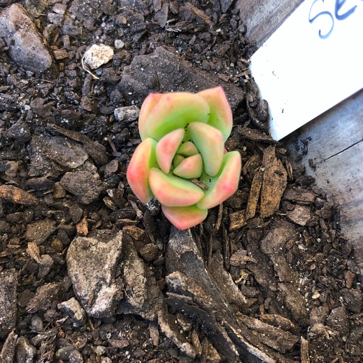 plant image 850510