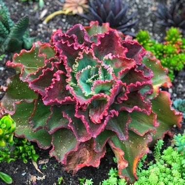 Echeveria Dick's Pink