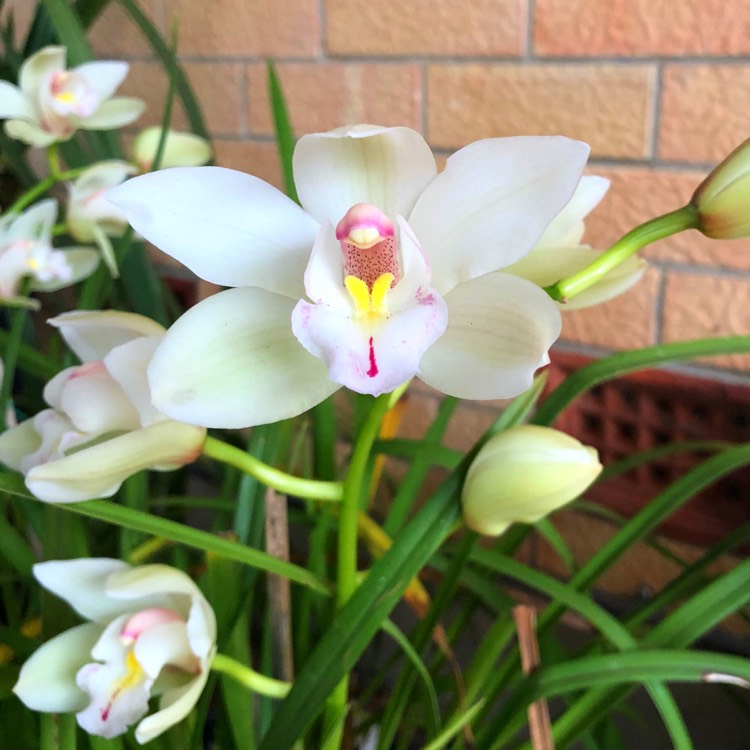 Plant image Cymbidium Jungfrau gx 'Dos Pueblos'