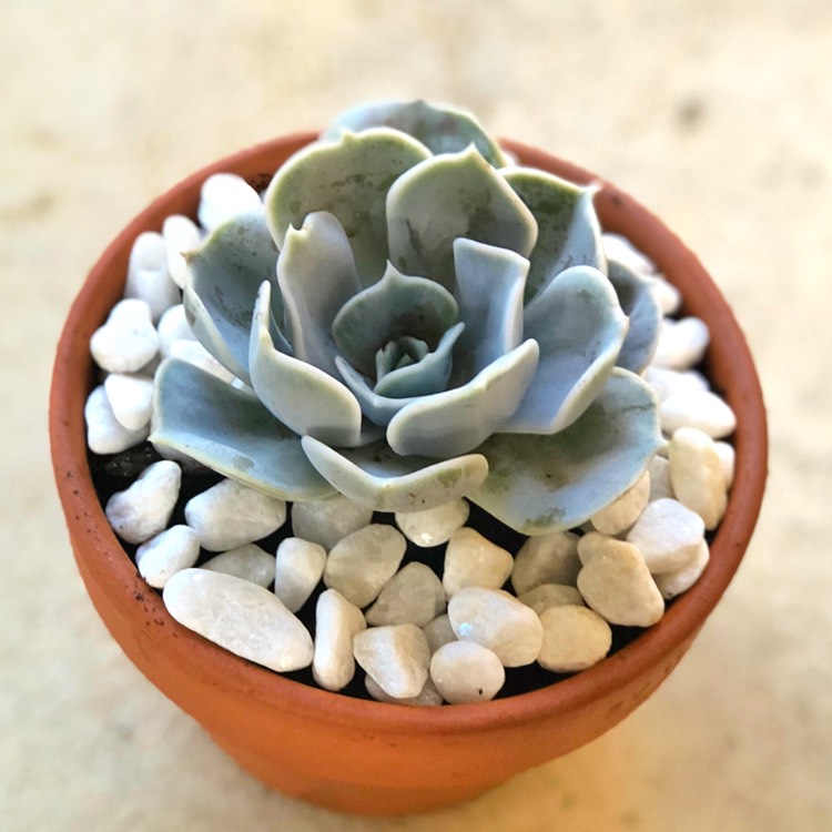 plant image 853365 plant image 853365