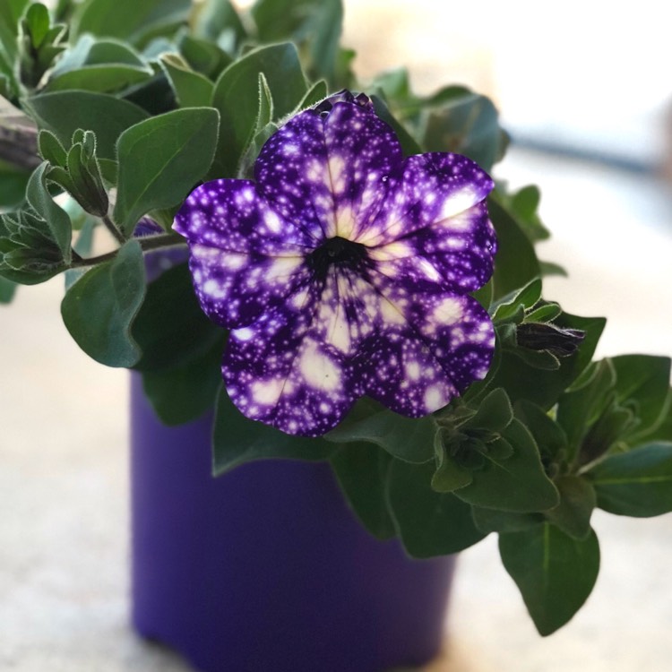 Plant image Petunia 'Starry Night'