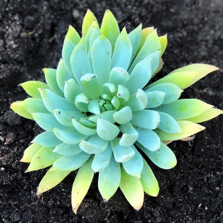 plant image 855702 plant image 855702