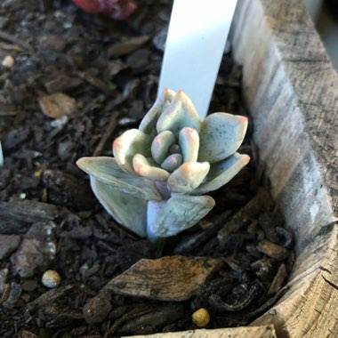 x Pachyveria Powder Puff