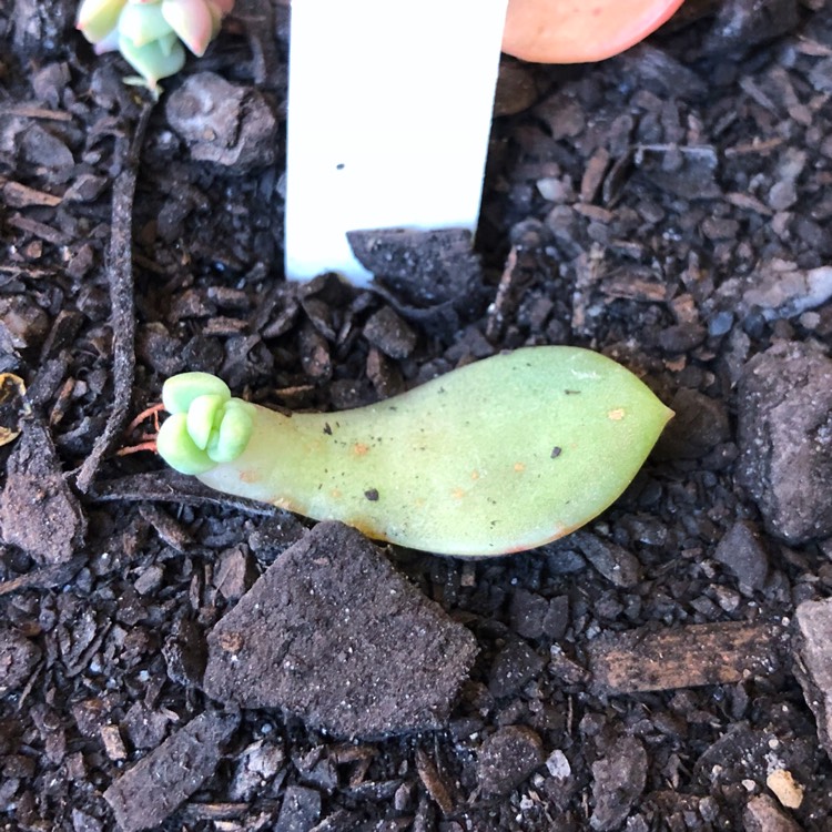 plant image 857125