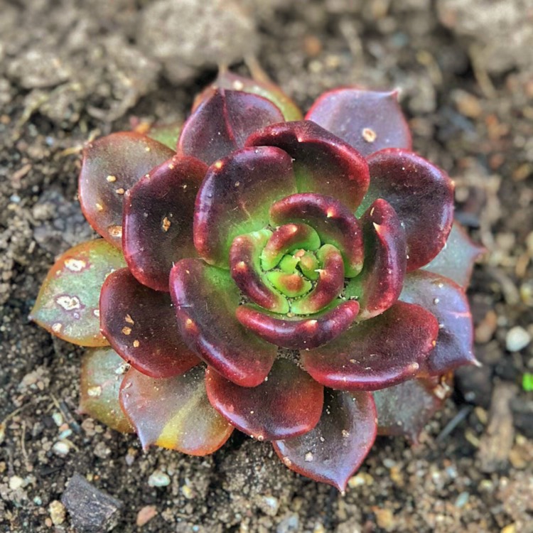 plant image 860647