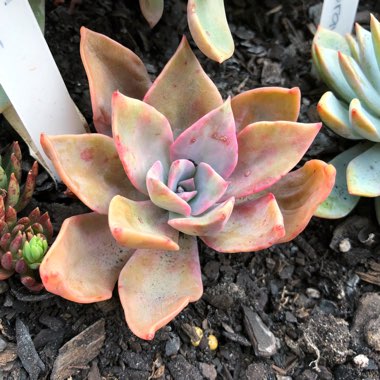 xGraptoveria Albert Baynes