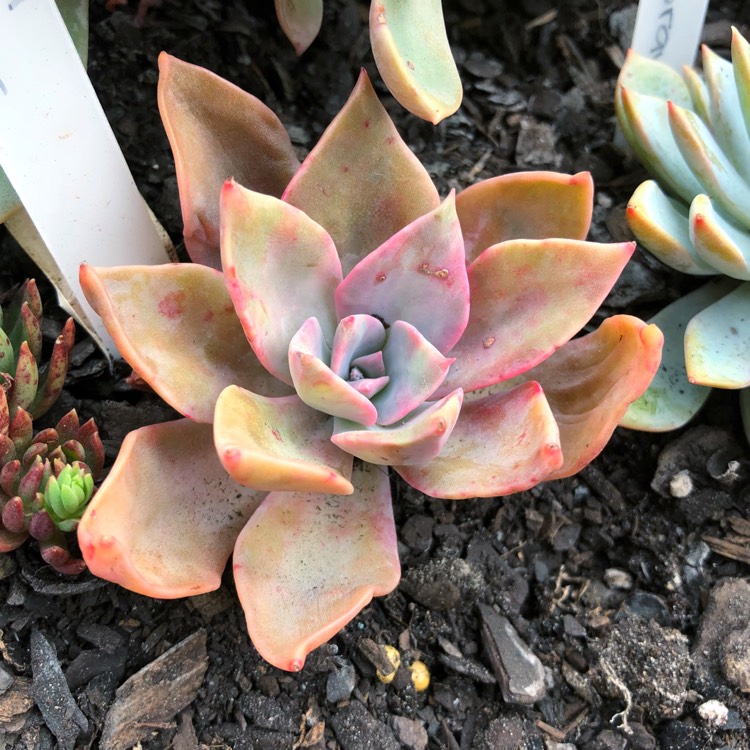 Plant image xGraptoveria Albert Baynes