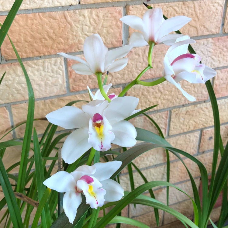 plant image 863583