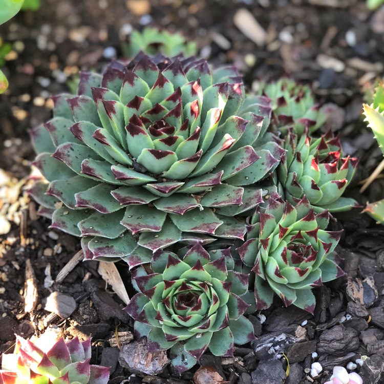 plant image 866874