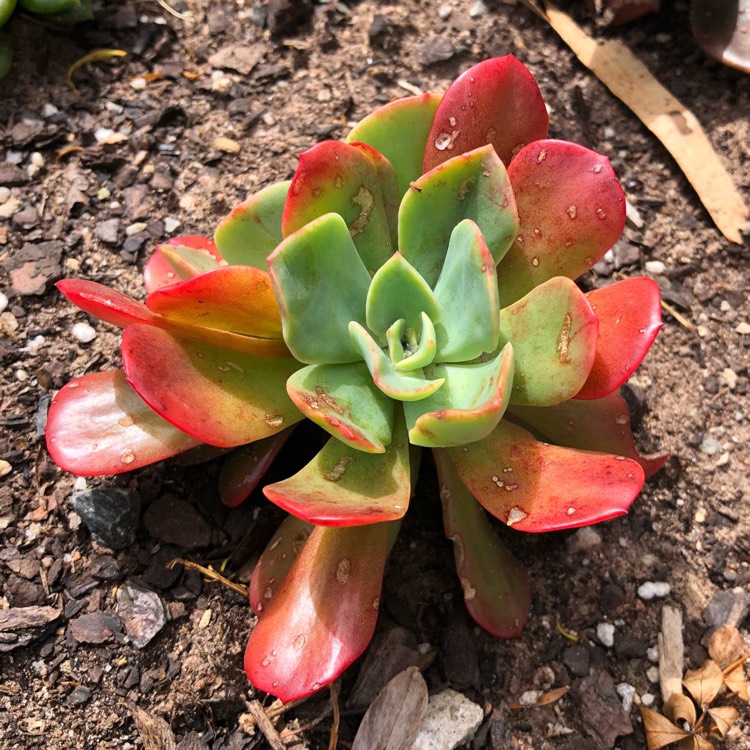 plant image 870420 plant image 870420