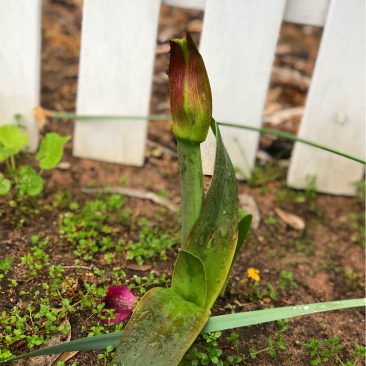 plant image 873653