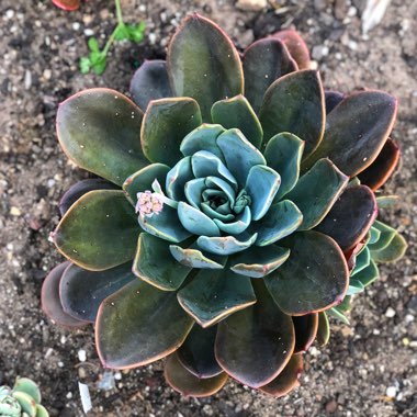 Echeveria Blue Prince