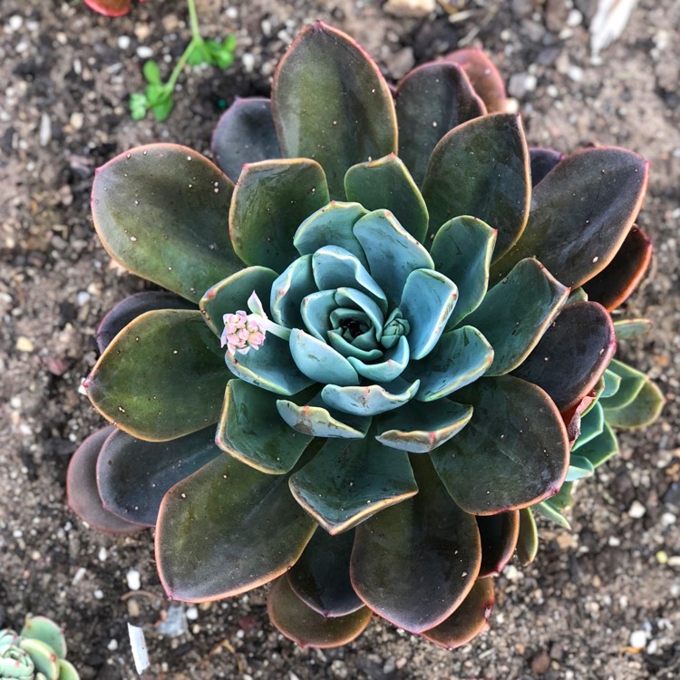 Plant image Echeveria Blue Prince
