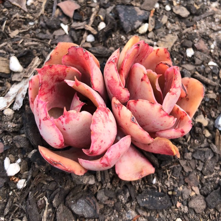 plant image 881332 plant image 881332