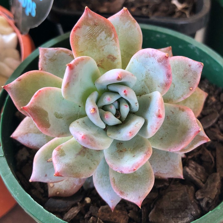 plant image 881410 plant image 881410