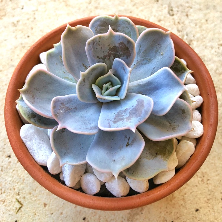 plant image 882608 plant image 882608