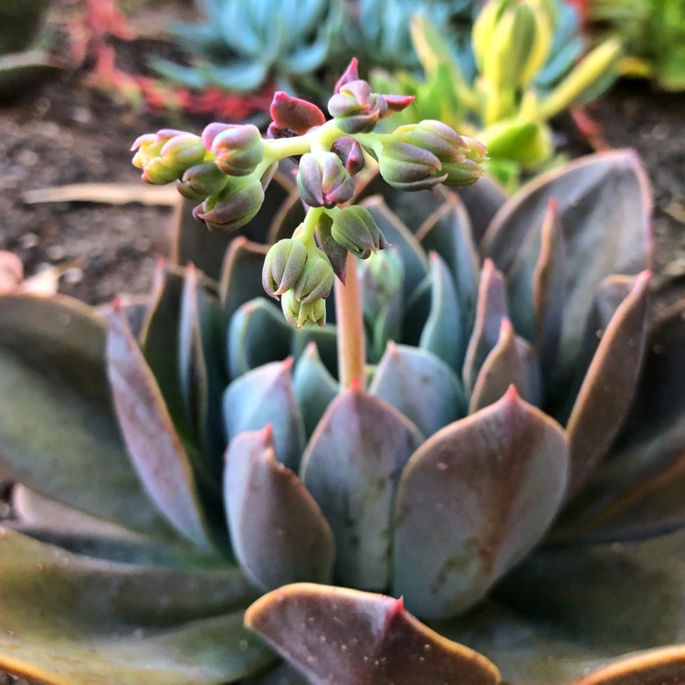 plant image 885894 plant image 885894