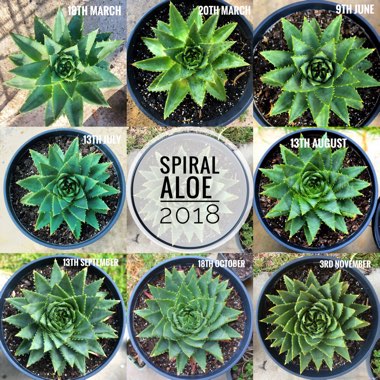 Aloe Polyphylla
