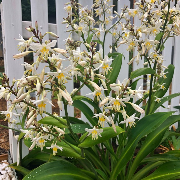plant image 887469