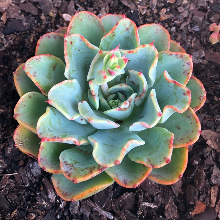 plant image 888365 plant image 888365