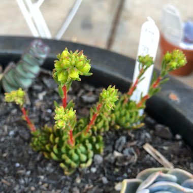 Echeveria Bella fa. Bella