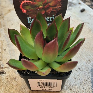 Echeveria Benimusume