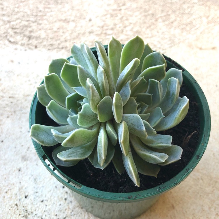 plant image 899730