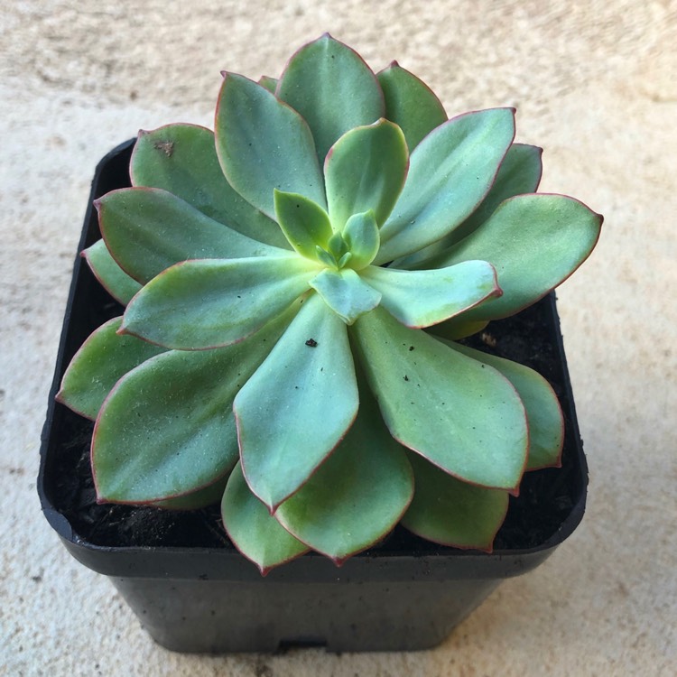 plant image 899733