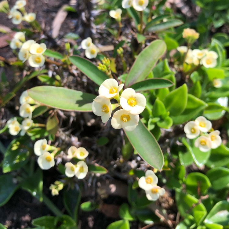 Plant image Euphorbia Milii 'Dwarf Cream'