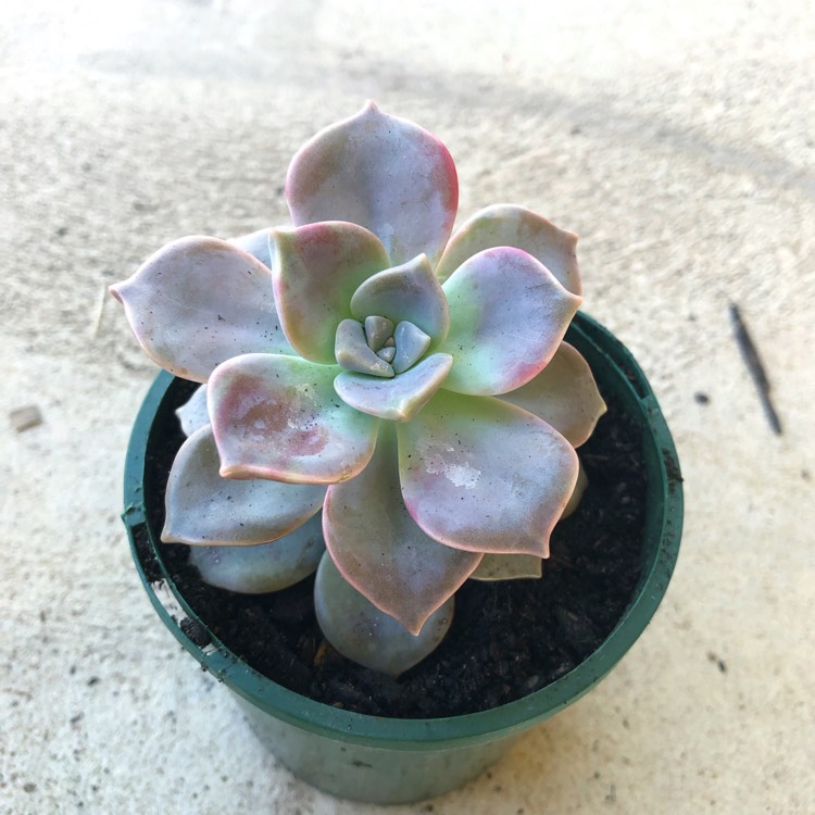 plant image 899840