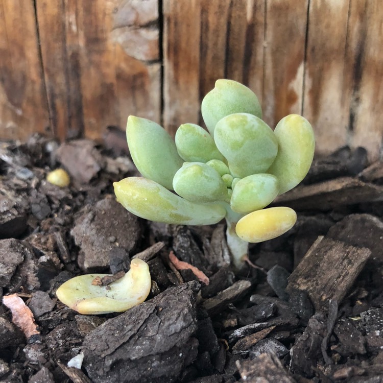 Plant image x Pachyveria Clavifolia Cristata