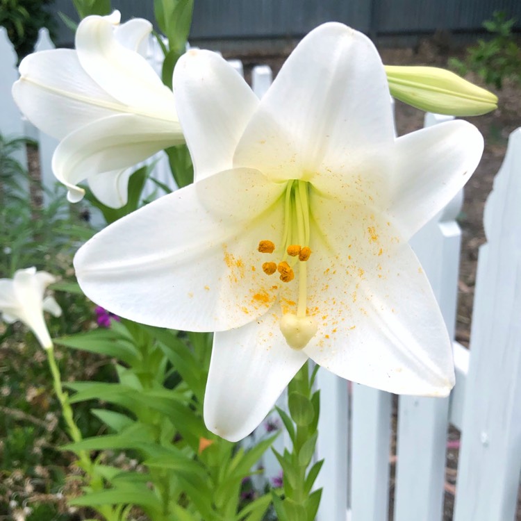 plant image 906126