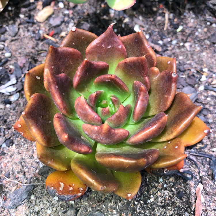 plant image 908603