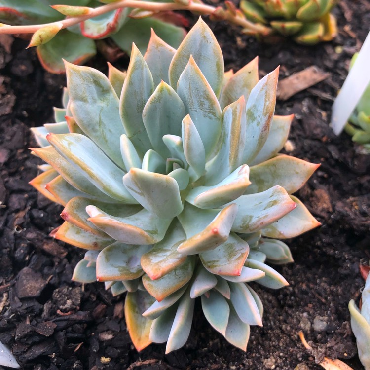 Plant image Echeveria Costa Brava