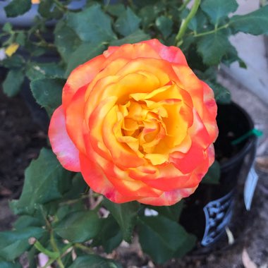 Rosa 'Dicobey' syn. Rosa 'Tequila Sunrise', Rosa 'Beaulieu'