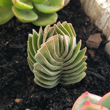 Crassula Kimnachi
