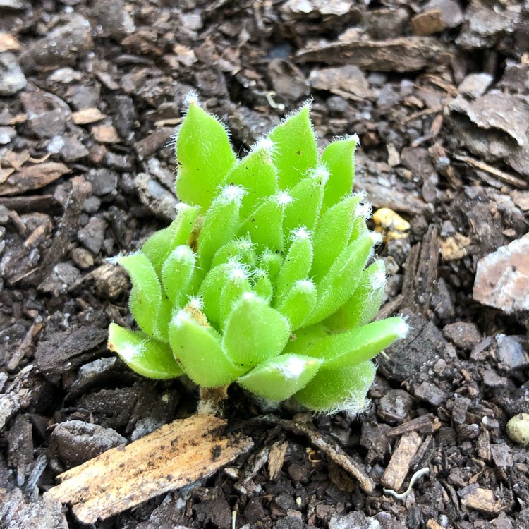 Plant image Sempervivum Ashes of Roses