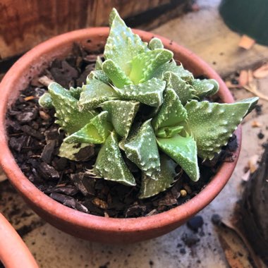 Faucaria felina ssp. tuberculosa