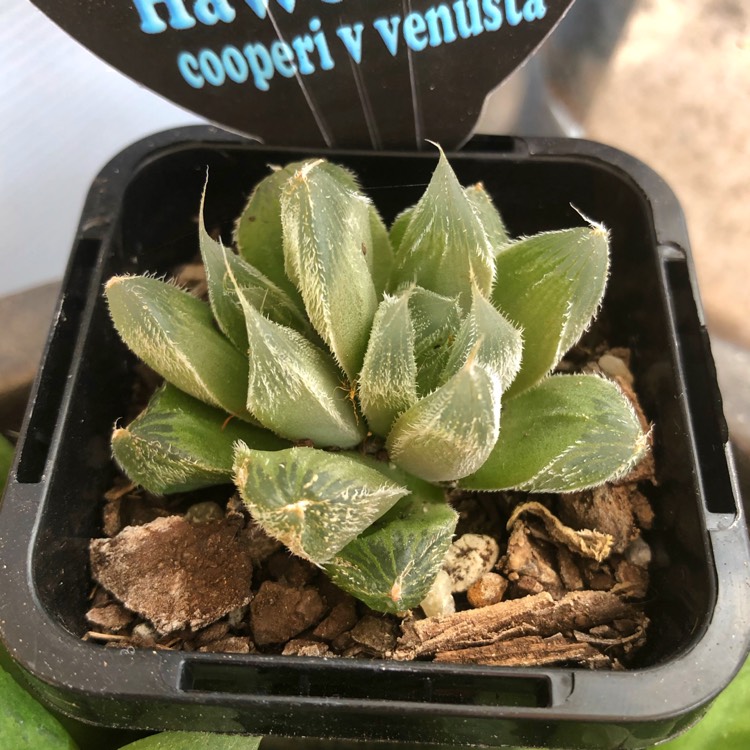 Plant image Haworthia Cooperi var. Venusta