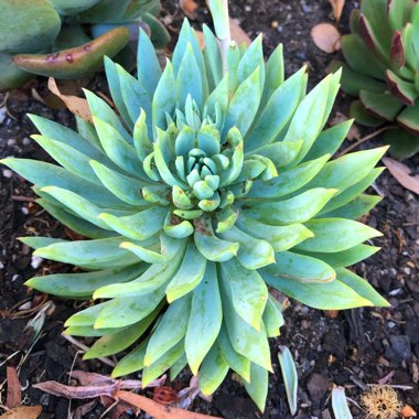 xSedeveria Fanfare