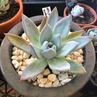 Echeveria Colorata