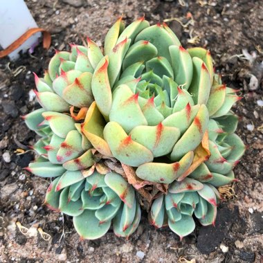 Echeveria Ben Badis