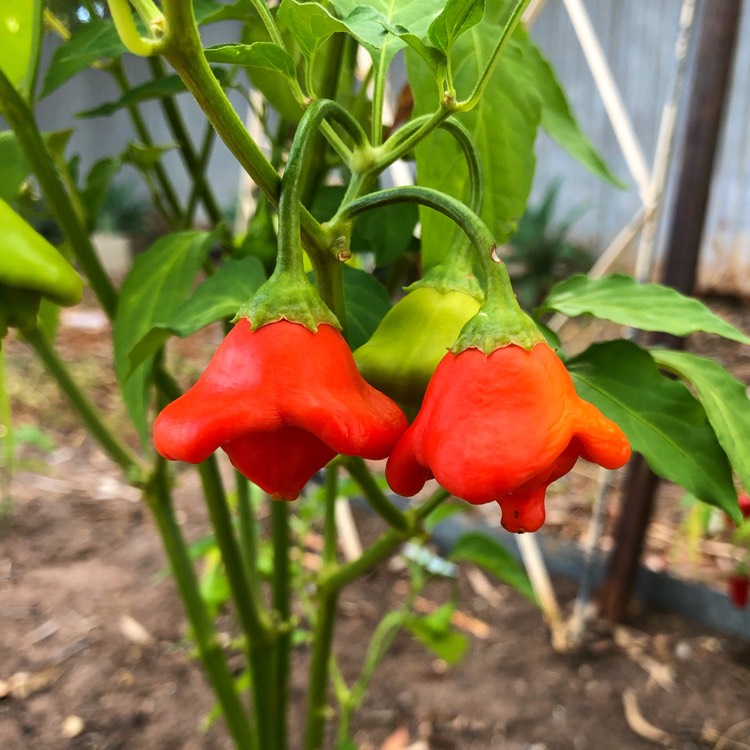 Plant image Capsicum baccatum 'Bishop's Crown'